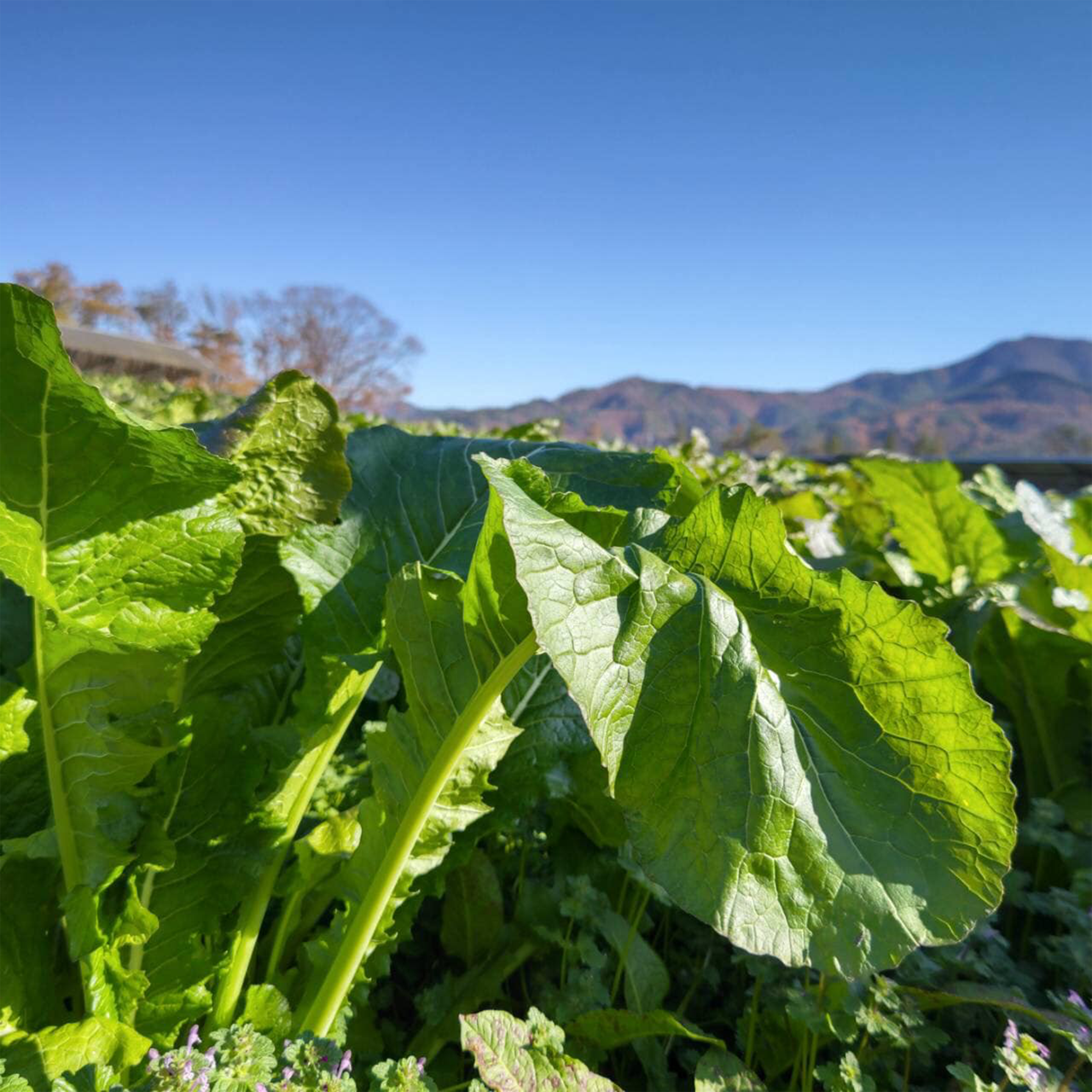 野菜